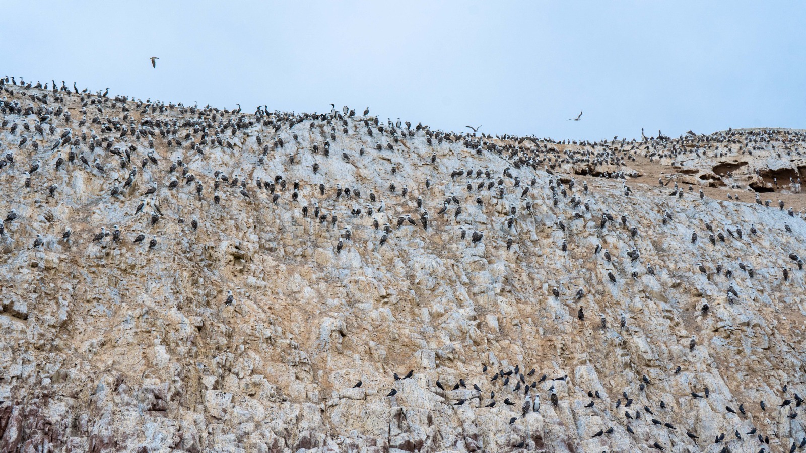 Islas Ballestas + Sombras Doradas Trekking Premium - Image 14