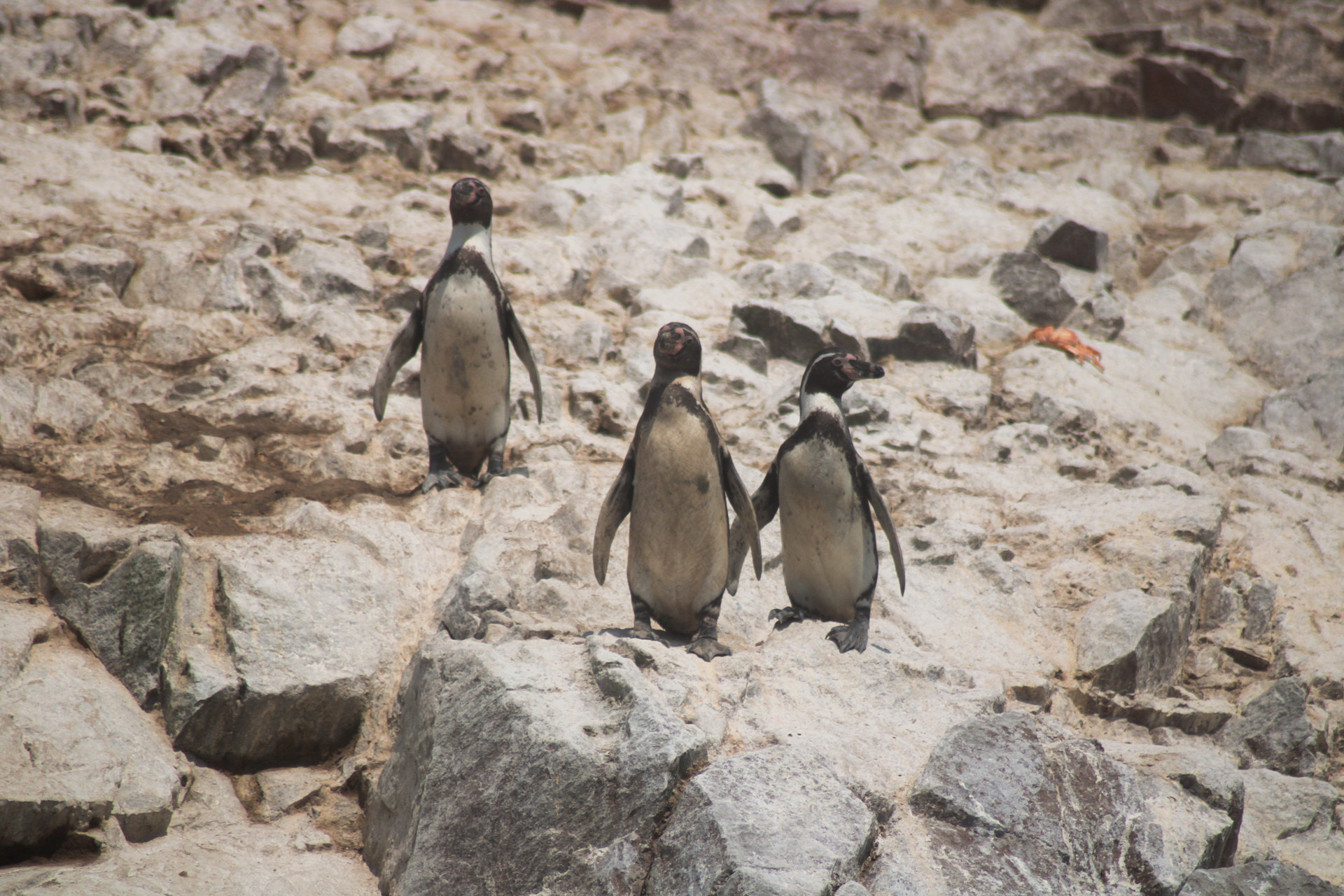 Islas Ballestas + Sombras Doradas Trekking Premium - Image 18