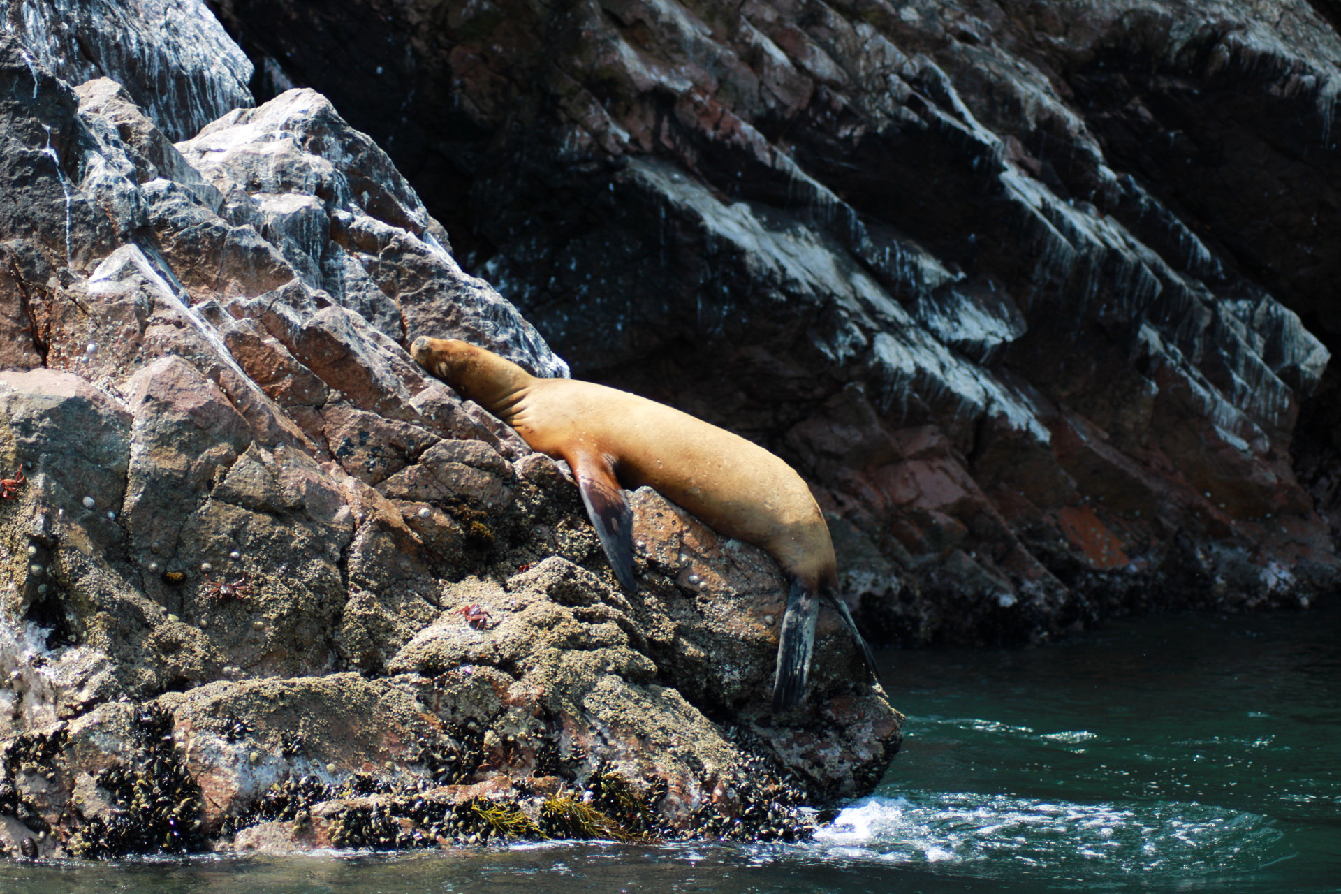 Islas Ballestas + Sombras Doradas Trekking Premium - Image 17