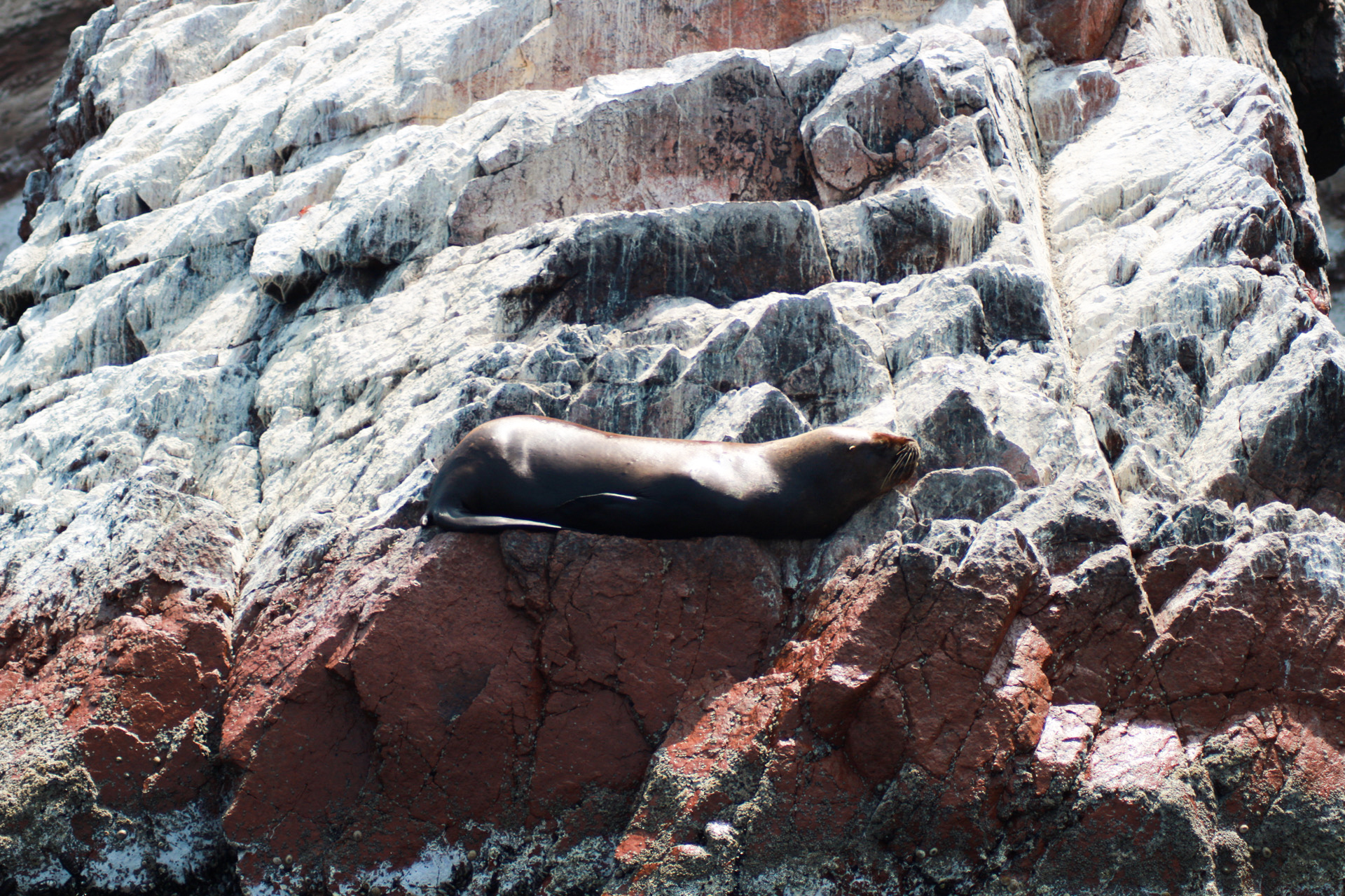 Islas Ballestas + Sombras Doradas Trekking Premium - Image 20