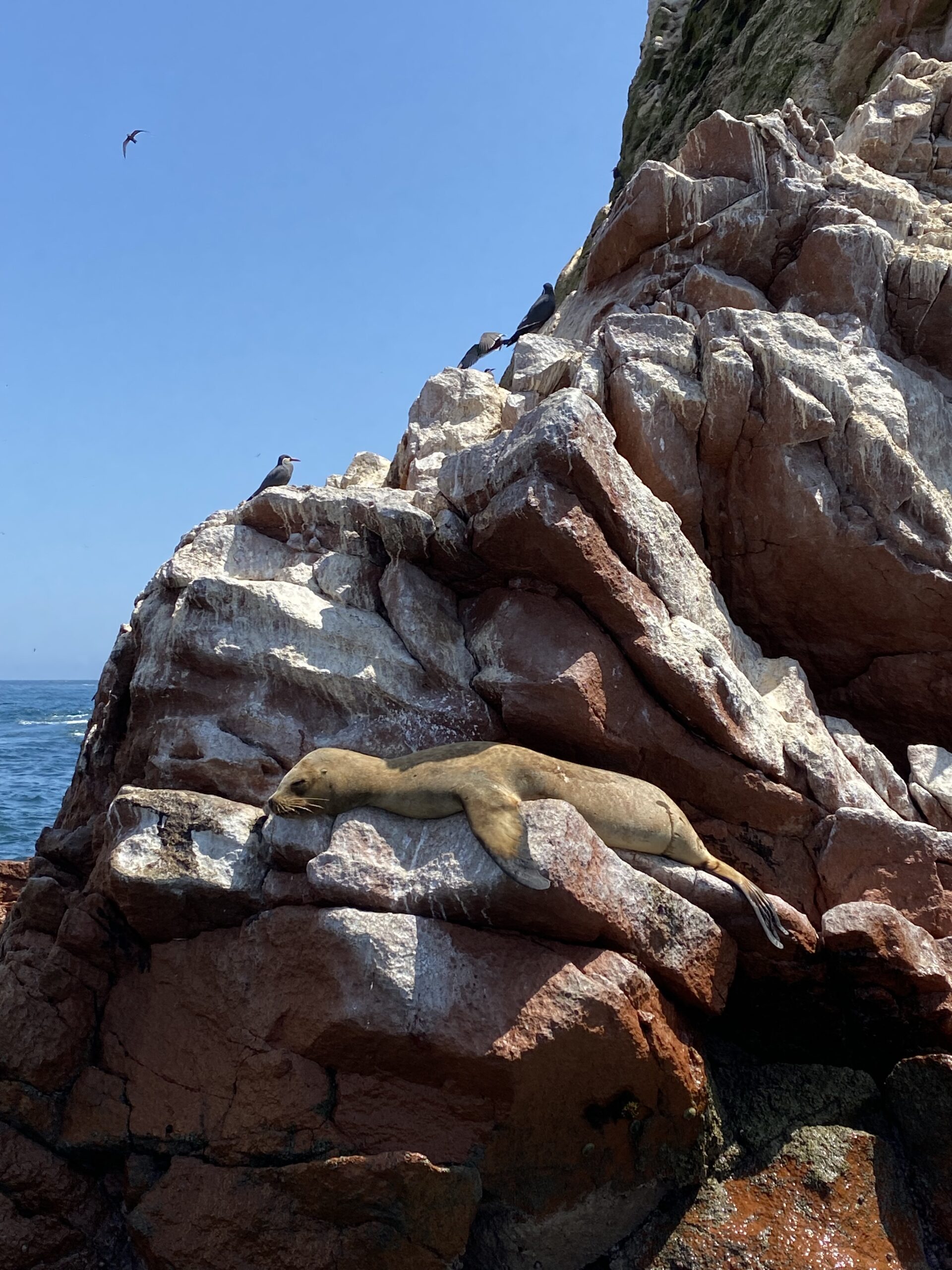 Islas Ballestas + Sombras Doradas Trekking Premium - Image 7
