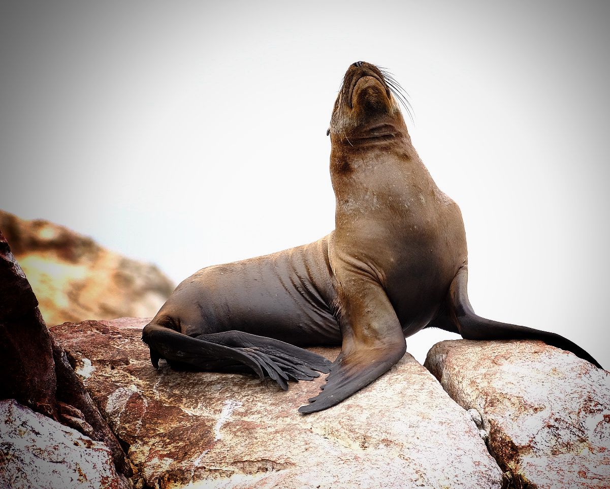 Islas Ballestas + Sombras Doradas Trekking Premium - Image 5