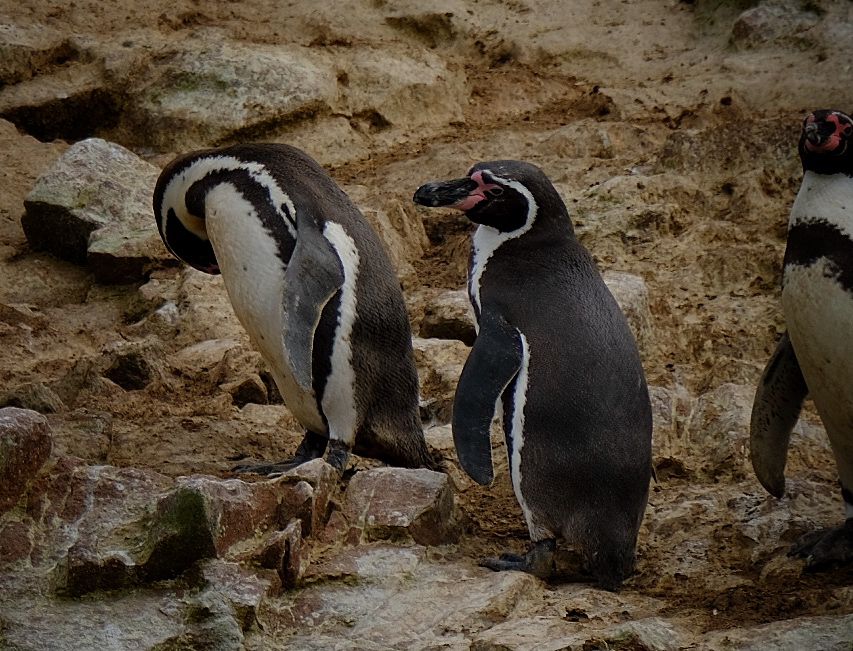 Islas Ballestas + Sombras Doradas Trekking Premium - Image 23
