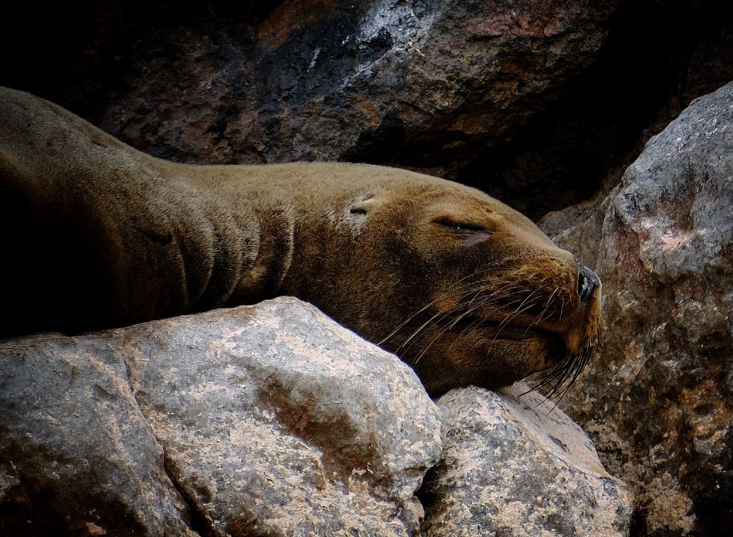 Islas Ballestas + Sombras Doradas Trekking Premium - Image 24