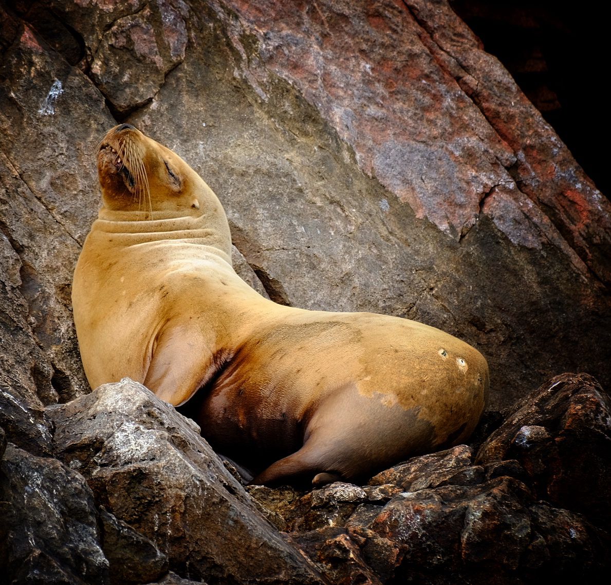 Islas Ballestas + Sombras Doradas Trekking Premium - Image 26