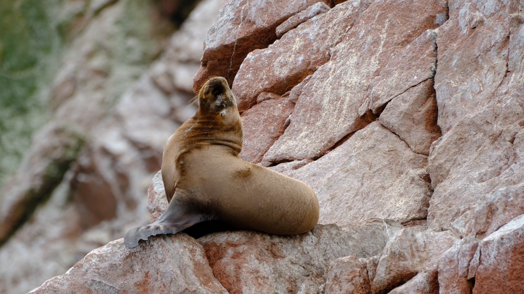 Islas Ballestas + Sombras Doradas Trekking Premium - Image 27