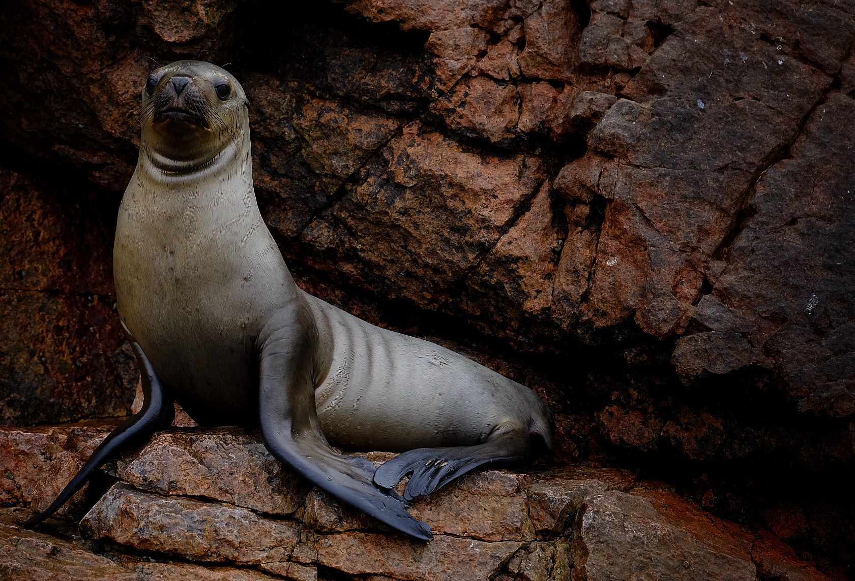 Islas Ballestas + Sombras Doradas Trekking Premium - Image 21