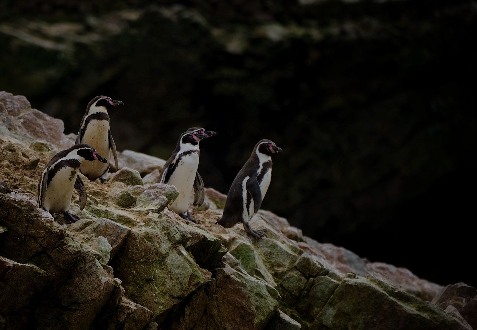Islas Ballestas + Sombras Doradas Trekking Premium - Image 35