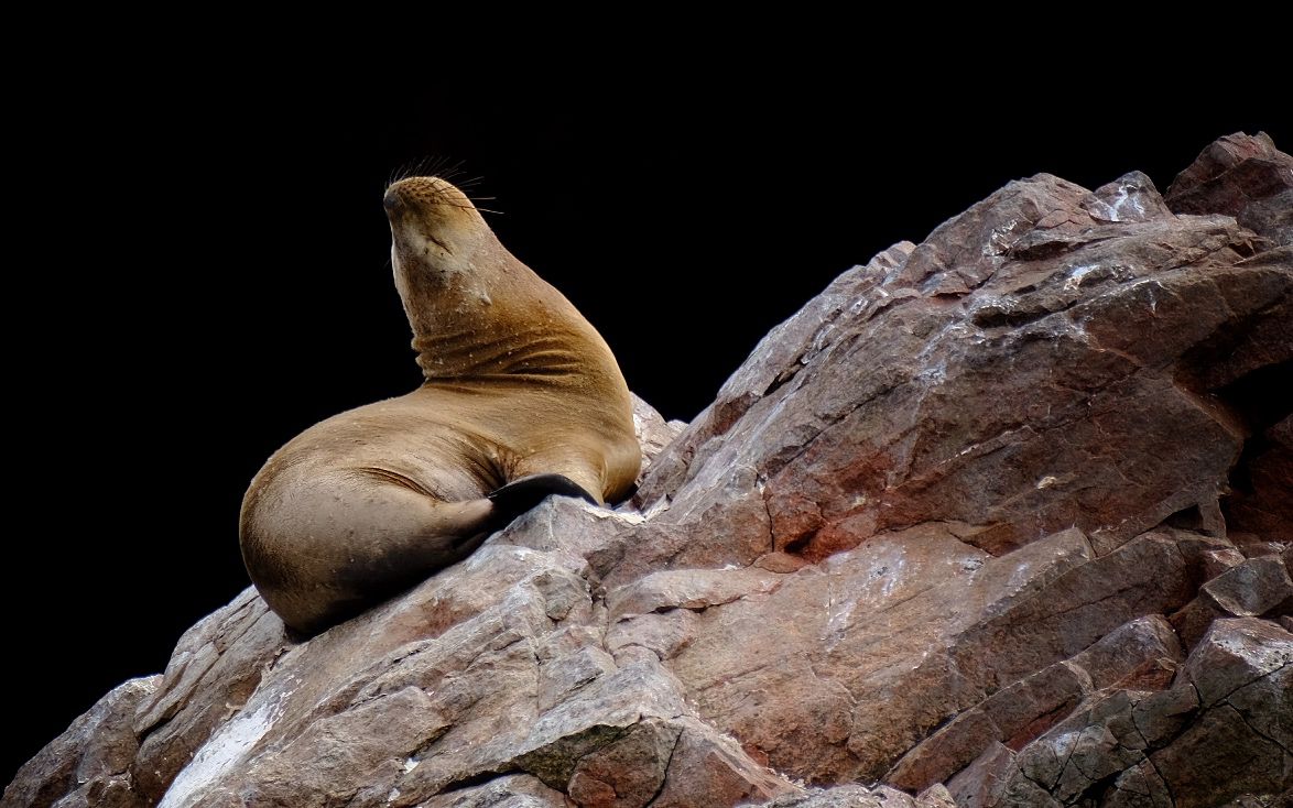 Islas Ballestas + Sombras Doradas Trekking Premium - Image 25